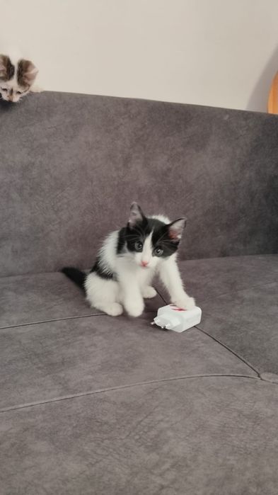 Животное, котята