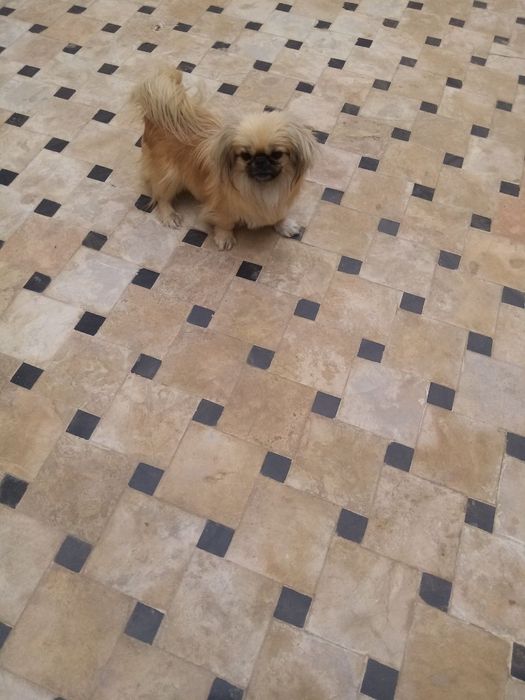 Пекинес  породали ит сотилади