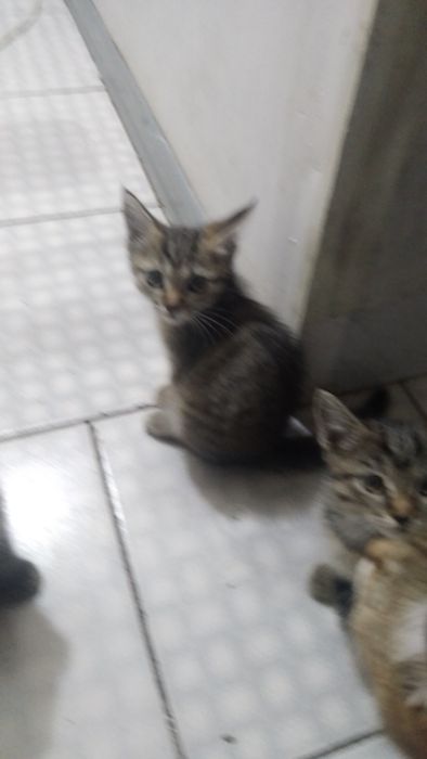Отдам котят в хорошие руки