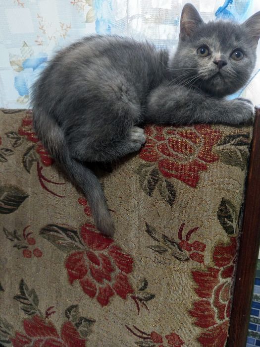 Кошечка и котик 25 тысяч