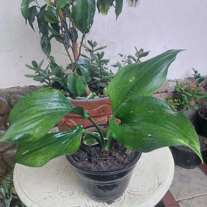 Продаю цветы комнатные многолетние фикус,денежное дерево,жасмин