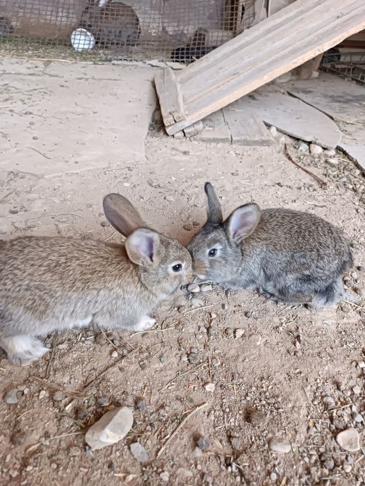 Продается крольчата