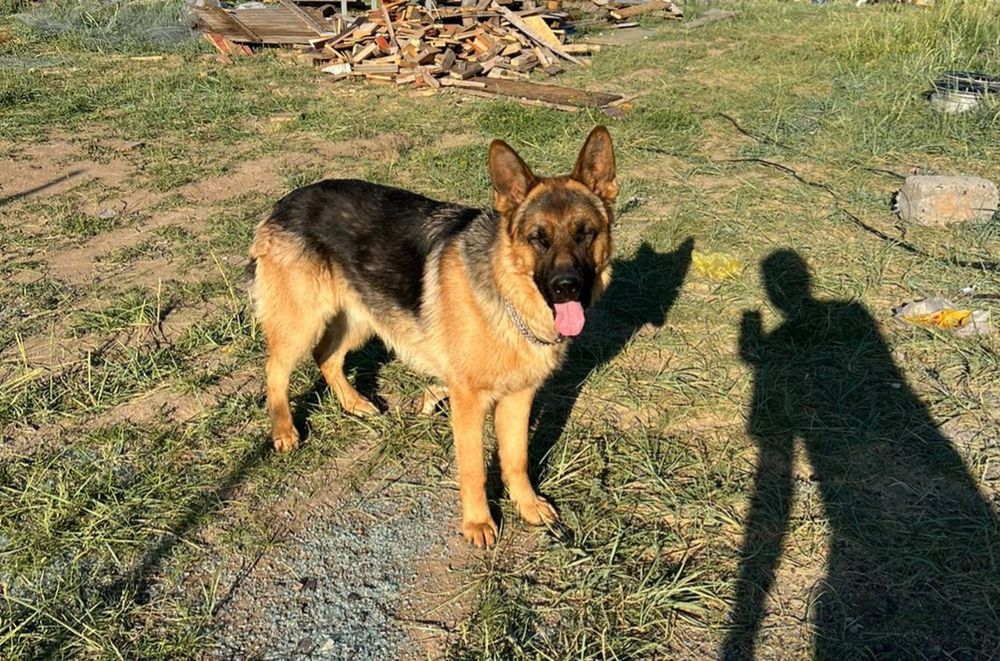 ВЯЗКА ВЯЗКА немецкая овчарка