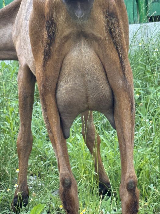 Capra anglonubian