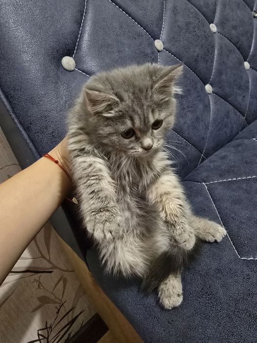 Zotdor mushuk sotiladi.