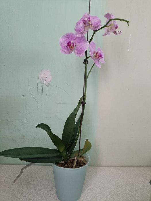 Фаленопсис цветущий
