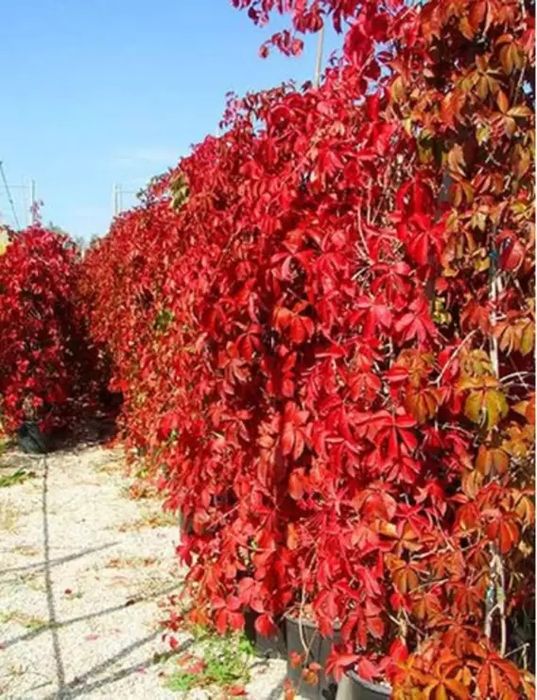 Vita De Vie Canadiana