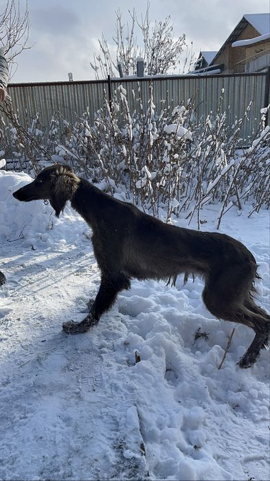 Қазақтың құмай тазысы