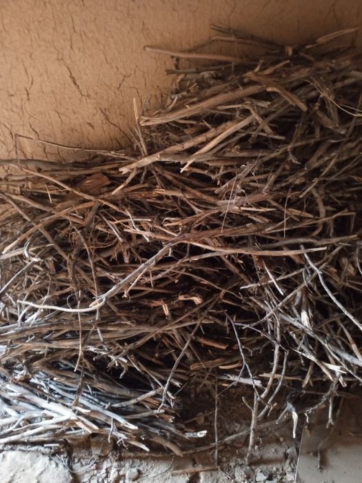 Дрова сухое орех