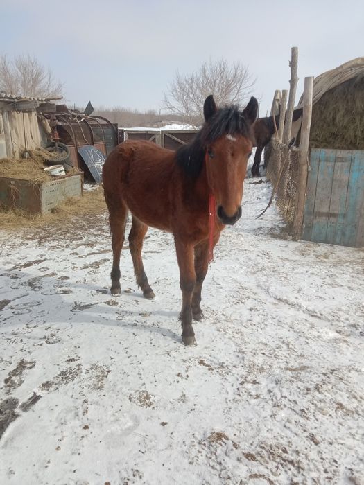 Кобылы арабки полу кровуи