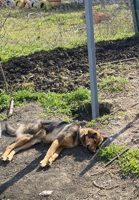 Куче, чисто и много обичливо