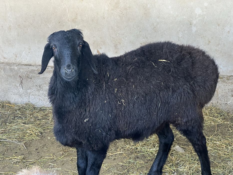 Семіз қойлар сатылады