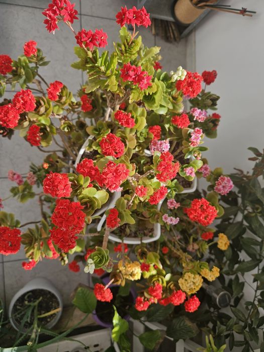Flori Kalanchoe 6 nuante in ghiveci etajat