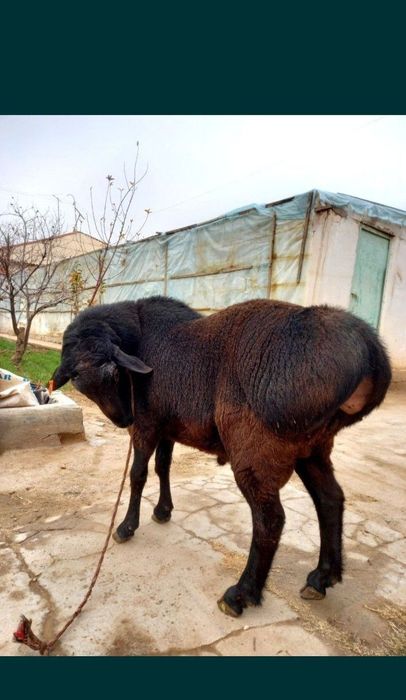 Qassob xizmati/qassobchilik xizmati