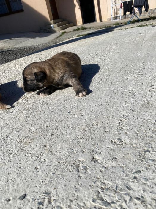 Donez câini de talie mică