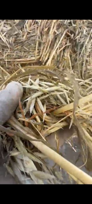 Shimba locatia semi siloz ovăz negru si lucernă