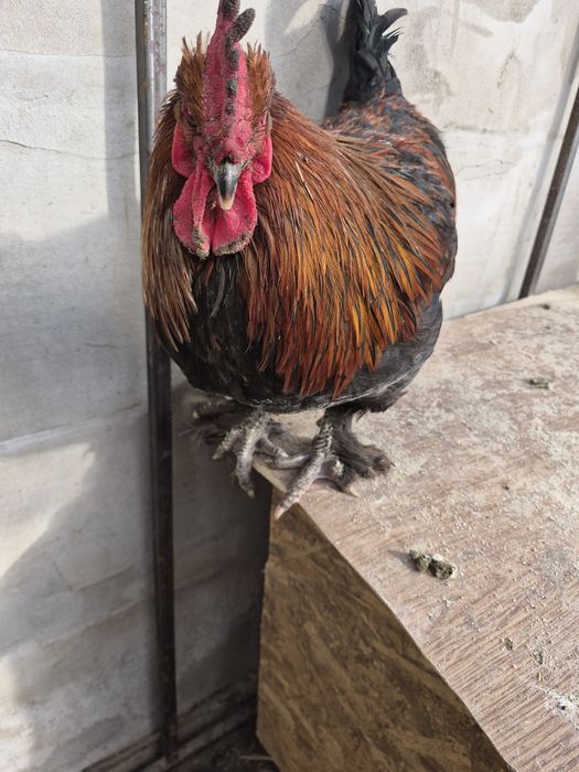 Петушок маран черно-медный.