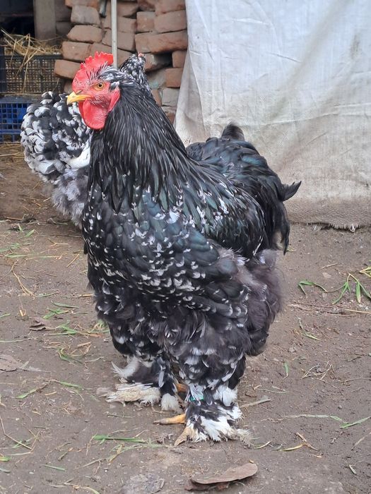 Vand cocoș cochinchina bobat 2025