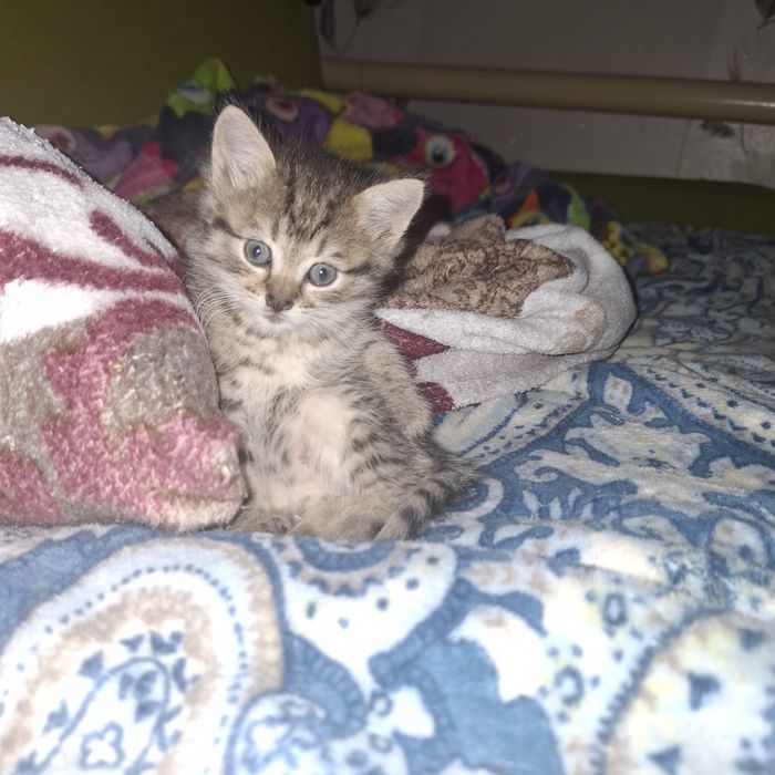 Отдам котят даром