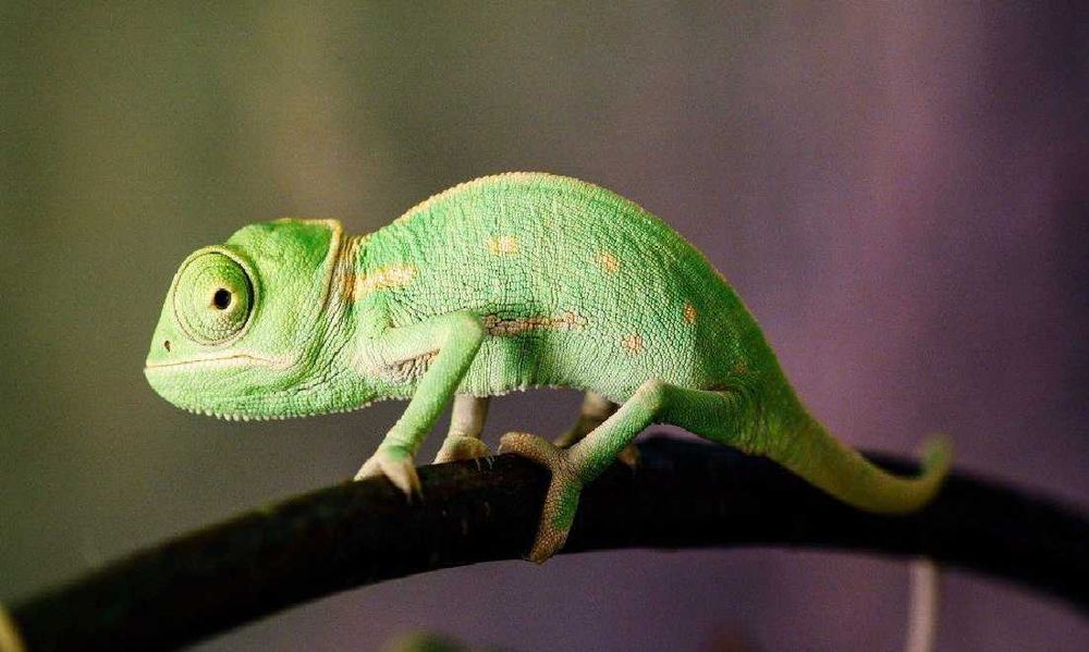 Йеменский хамелеон, молодой