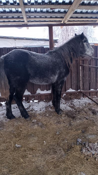 Продам трёх лошадей