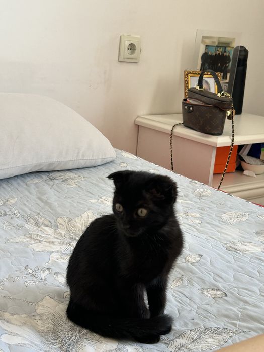 Продам котёнка Мальчик, 2 месяца.