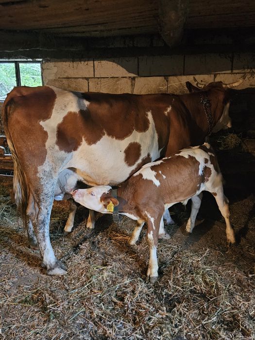 Vaca cu vițel de vanzare