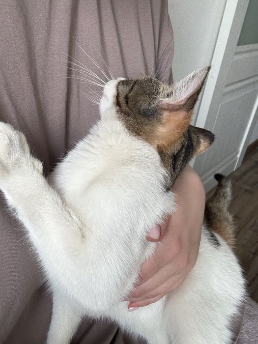 Кошка 7 месяцев!