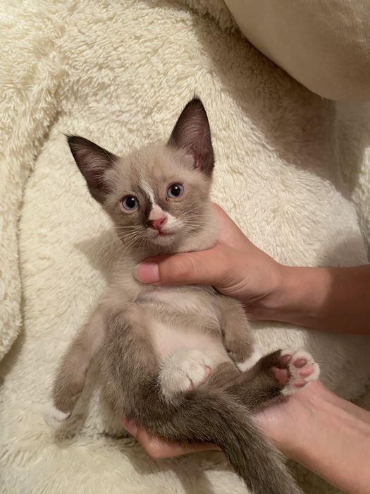 Продам метис котят