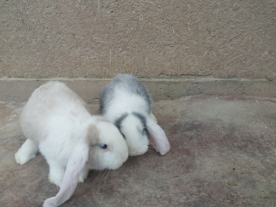 Fransuzkiy vesavoy baran bolalari