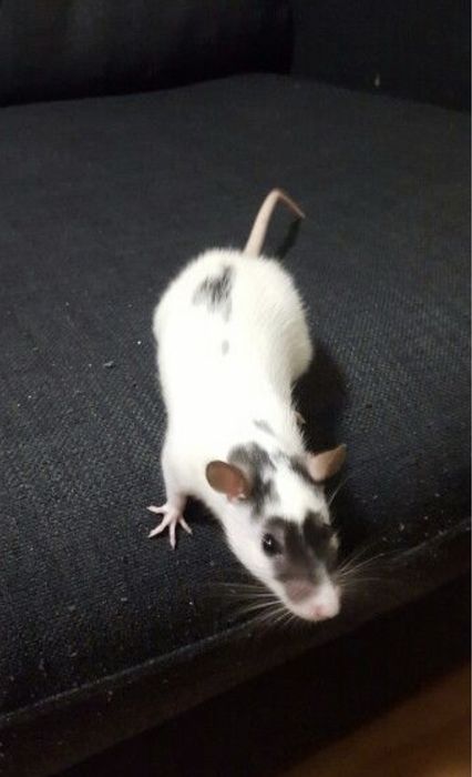 Vand sobolani dumbo de companie