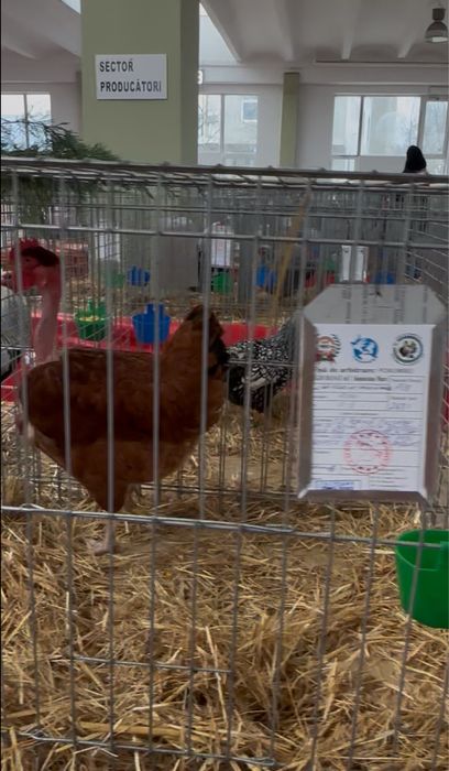 Ouă incubat  Gât Golaș de Transilvania