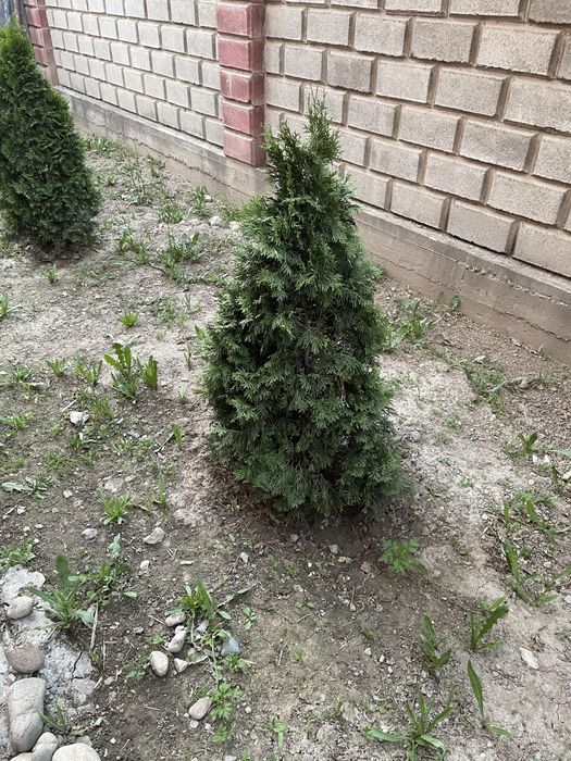 продам тую 2 штуки