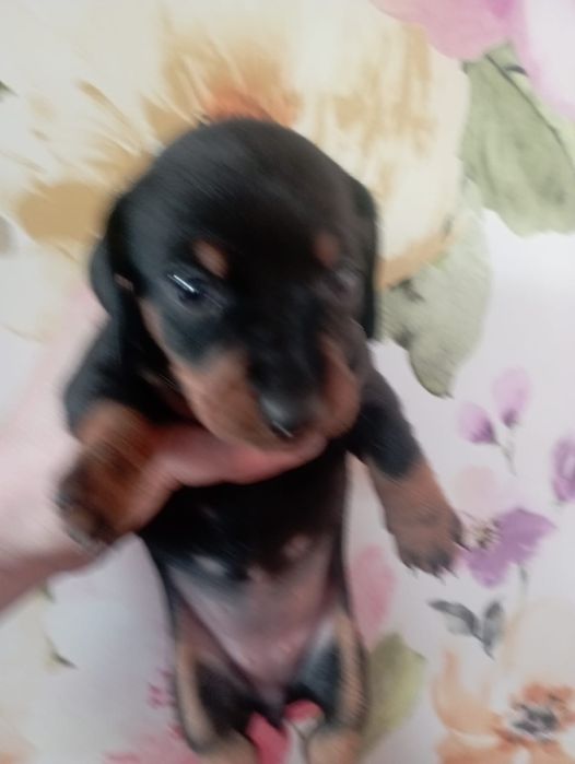 Продам щенков такс чистокровных.