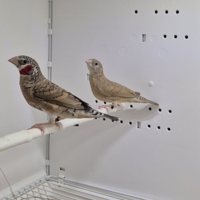 Pasari exotice fasciata masculi