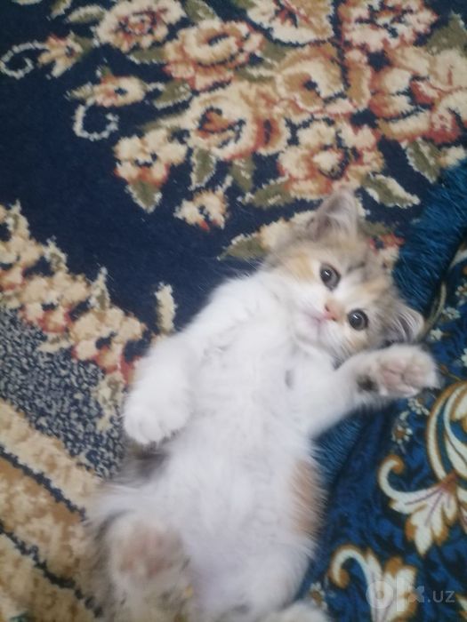 Продаётся котенка девочка