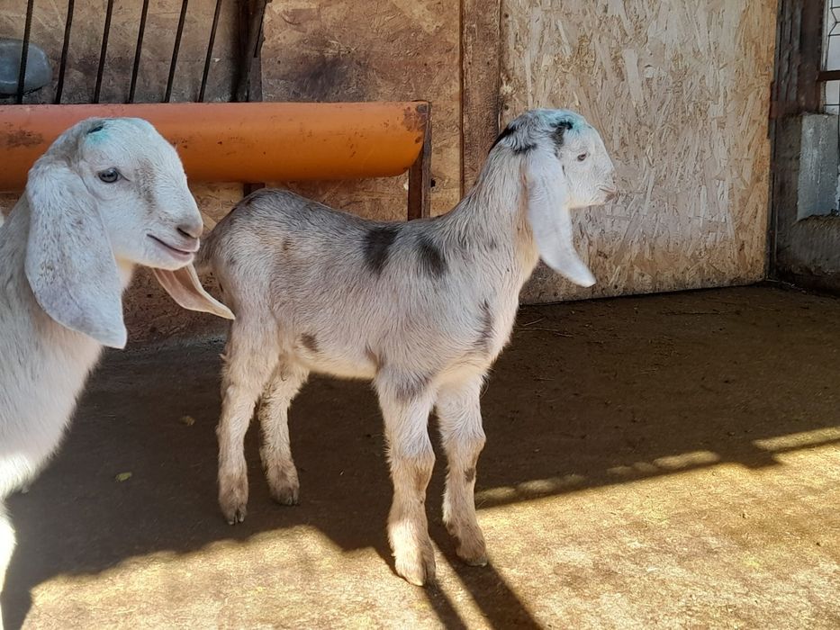 Iezi aglonubieni de vînzare la o lună