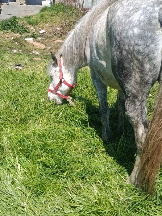 Iapa de vanzare cal castrat de vanzare