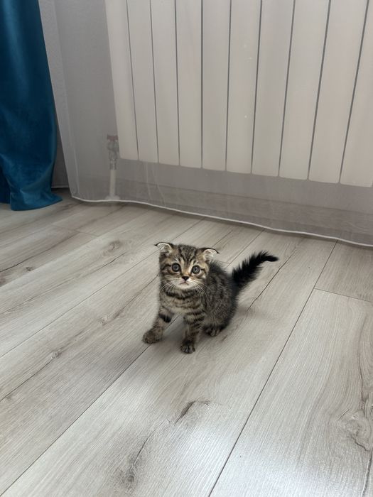 Шотландский вислоухий котёнок (Scottish Fold)