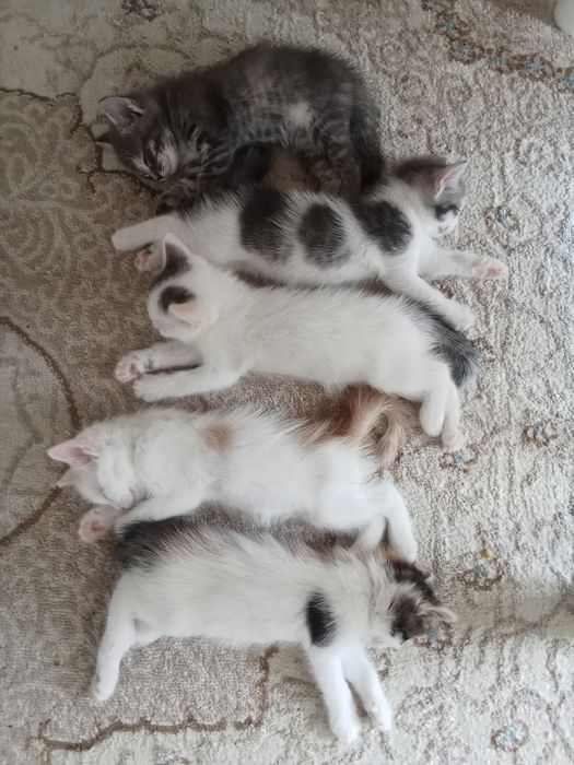 Продается Милые котяти