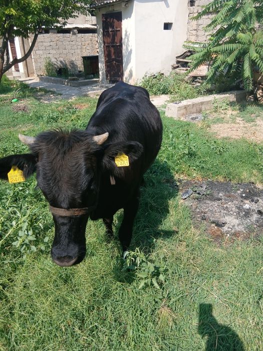 Asallomalekum g'unajin sotiladi