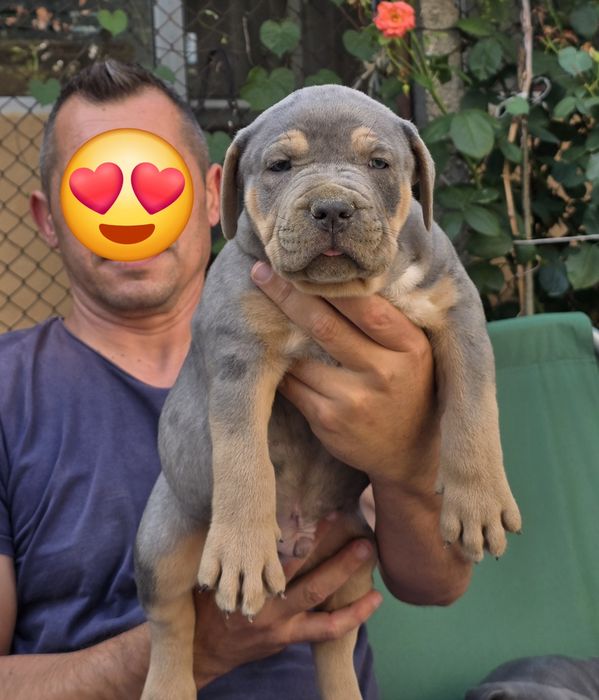 Американско були ХЛ/American Bully XL