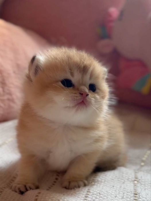 страйт золотая шиншила мальчик