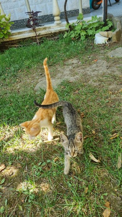Подарявам котенца