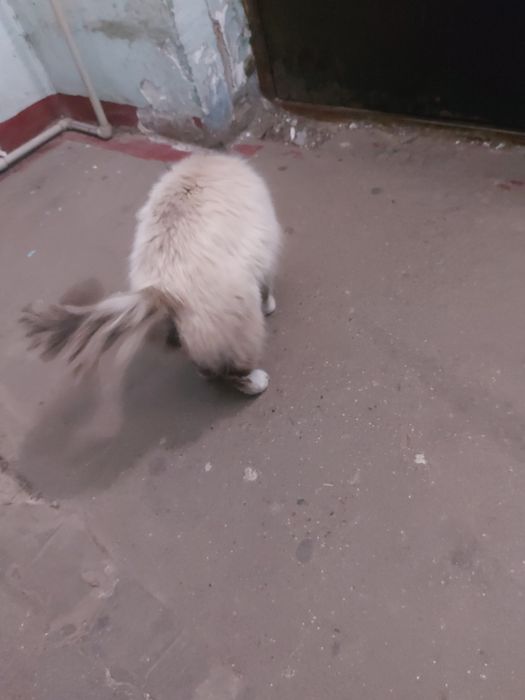 Найден кот Алматы