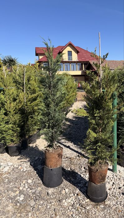 Leylandii cupressocyparis la ghiveci (Plante ornamentale )