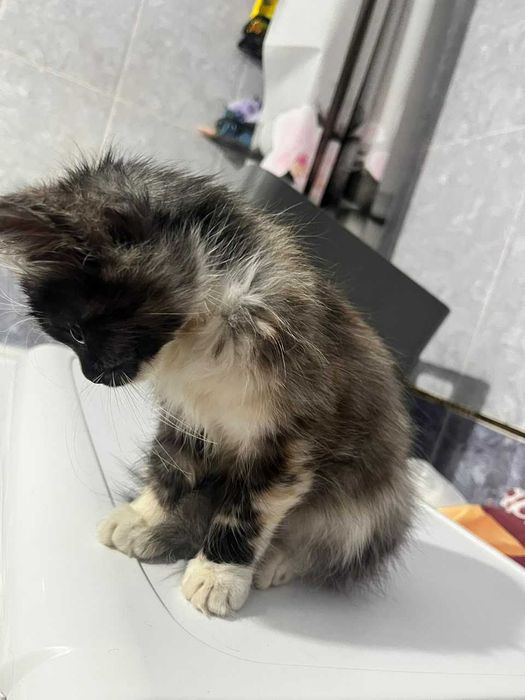 Котенок девочка ищет теплый дом!!!