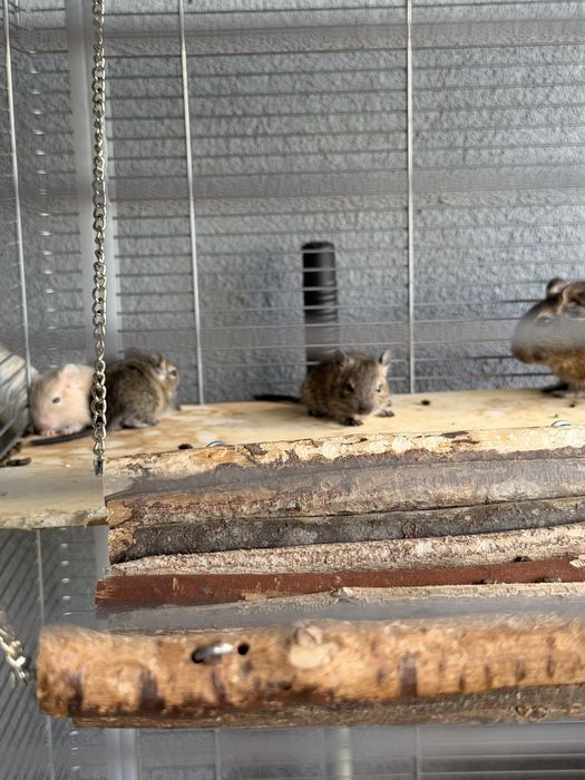 Vând veverițe Degu, împreună cu cușca și accesoriile