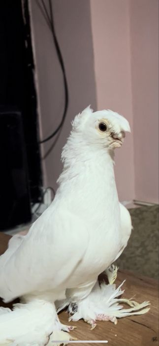 Белый самец голуби