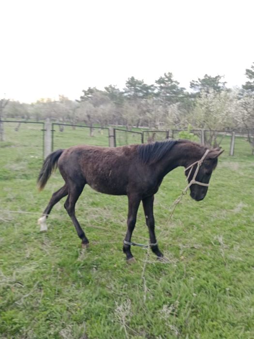 Жуас тай сатылады
